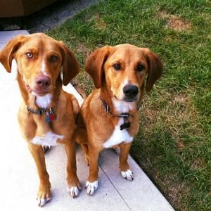 Meet your Posher, Janet